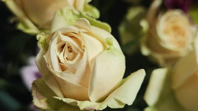 In memoriam voor het Huidfonds